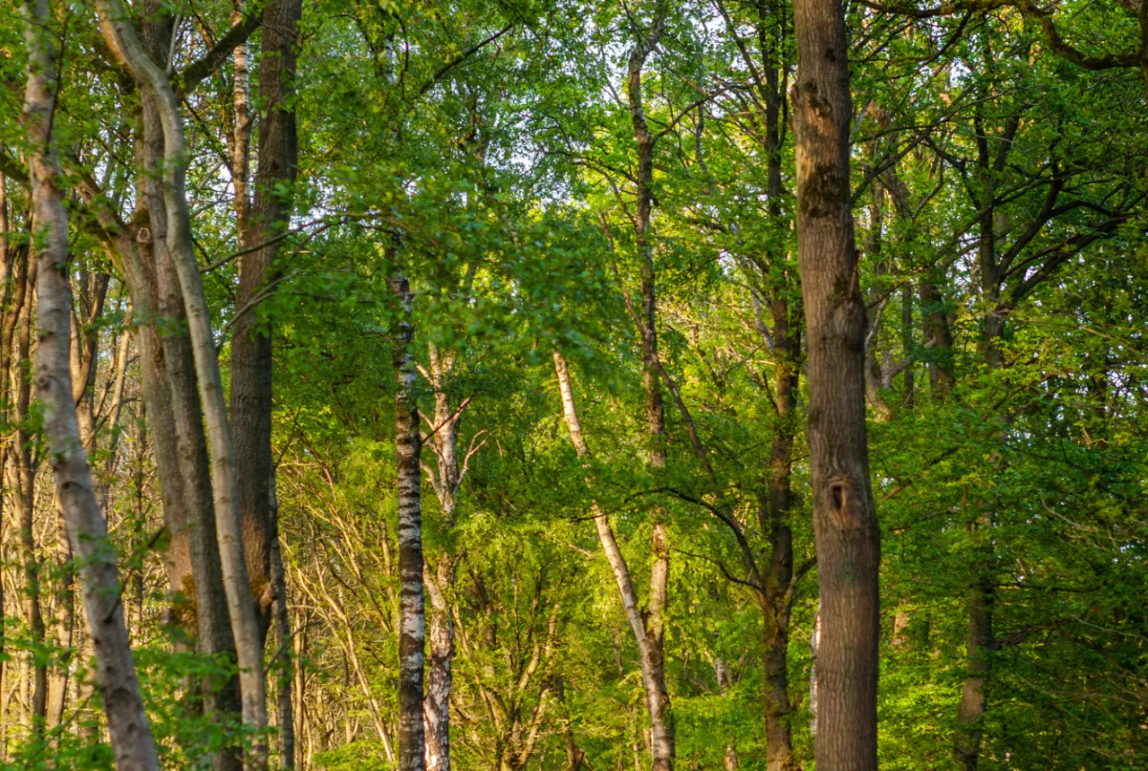 Een groen paadje Rutbeek in Enschede. - Uit in Enschede