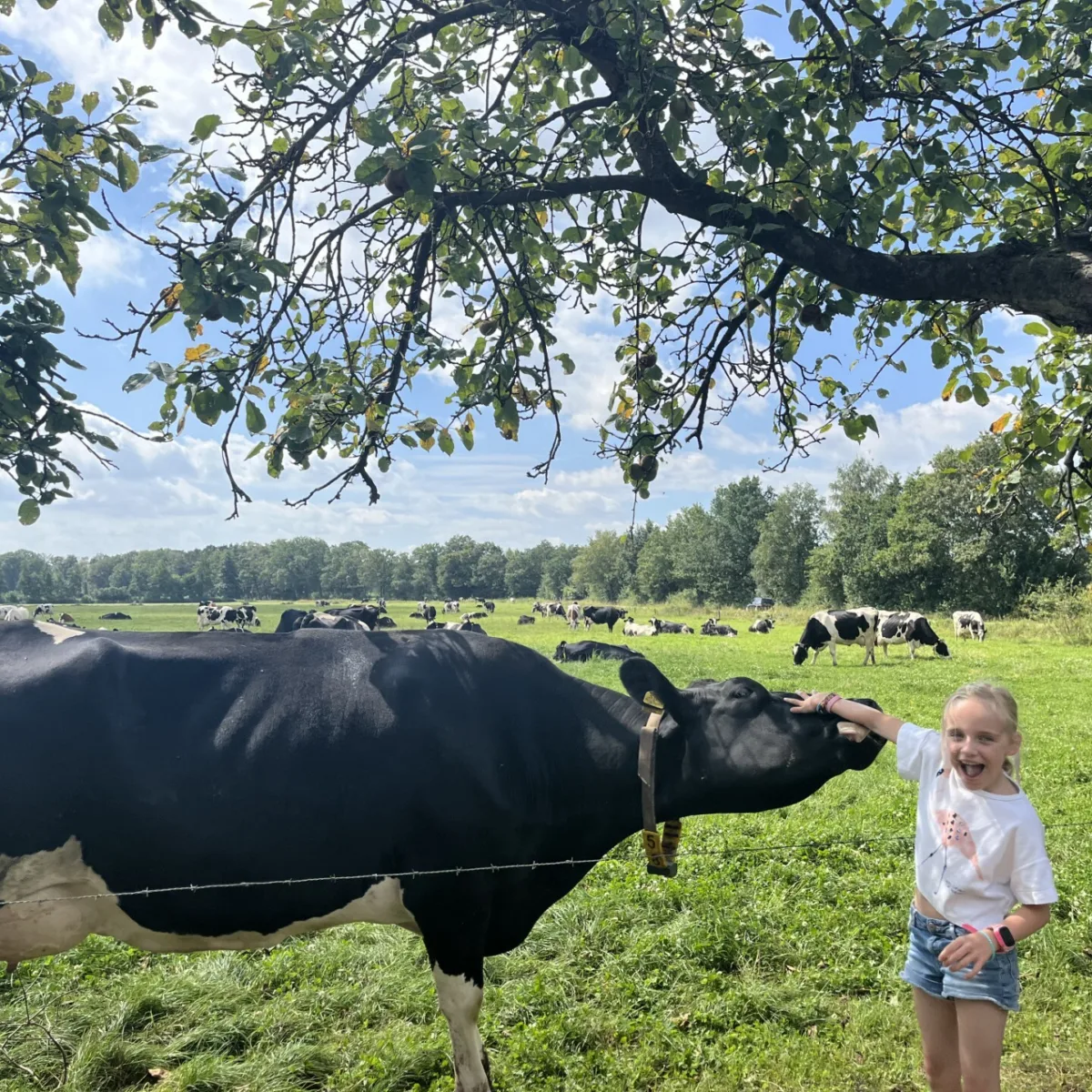 Rondleidingen op de boerderij in Enschede - Uit in Enschede